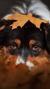 Pies z liściem na głowie