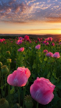 Plantacja różowych maków w promieniach słońca