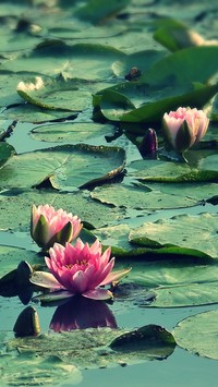Pływające lilie