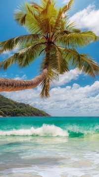 Pochylona palma nad morzem