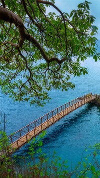 Pochylone drzewo i most nad jeziorem