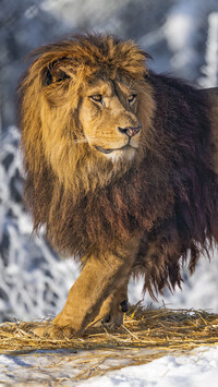 Poza zapatrzonego lwa