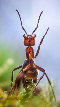 Pracowita mrówka