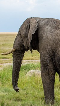 Profil słonia
