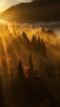 Promienie słońca nad zamglonym lasem