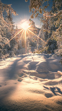 Promienie słońca w zimowym lesie