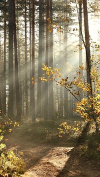 Promienie słoneczne wpadają do lasu