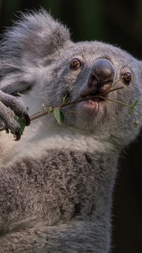 Przekąska misia koala