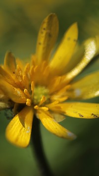 Przekwita żółty kwiat ziamopłonu