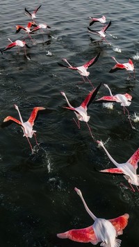 Przelot flamingów nad wodą