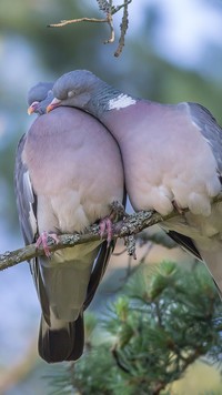 Przytulone gołębie