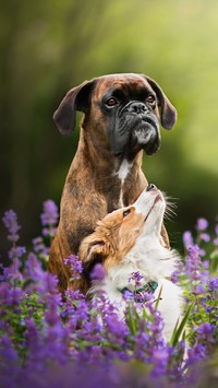 Psy na łące pełnej kwiatów