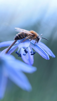 Pszczoła na cebulicy syberyjskiej