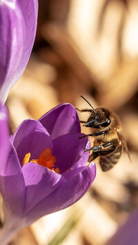 Pszczoła na fioletowym krokusie
