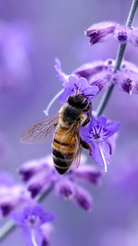 Pszczoła na fioletowym kwiatku
