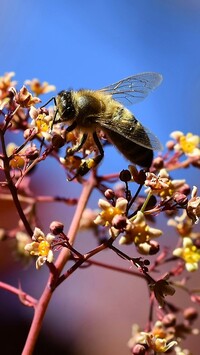 Pszczoła na kwiatach