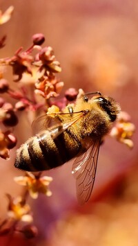 Pszczoła na kwiatkach