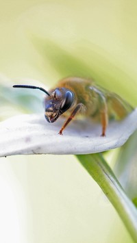 Pszczoła na przebiśniegu