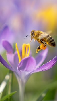 Pszczoła szukająca nektaru