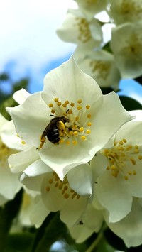 Pszczoła w kwiecie jaśminu
