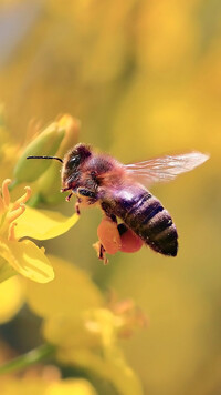 Pszczoła w zbliżeniu
