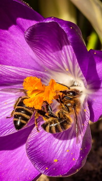 Pszczoły na krokusie