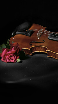Róża obok skrzypiec