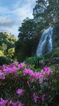 Różaneczniki obok wodospadu