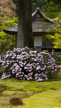 Różaneczniki w ogrodzie japońskim