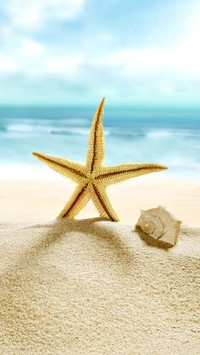 Rozgwiazda i muszelka na morskiej plaży