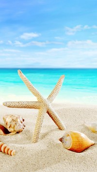 Rozgwiazda z muszelkami na plaży