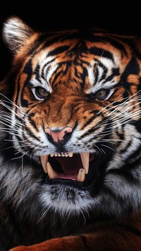 Rozłoszczony tygrys