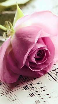 Różowa róża na kartce z nutami