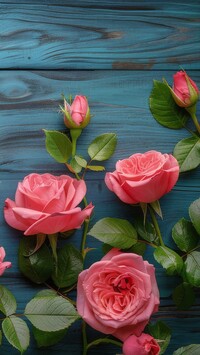 Różowe róże i pąki na niebieskich deskach