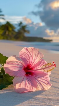 Różowy kwiat hibiskusa na plaży