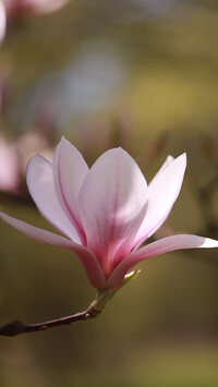 Różowy kwiat magnolii