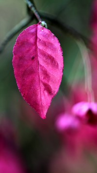 Różowy liść trzmieliny