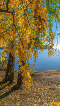 Rozświetlone brzozy nad jeziorem
