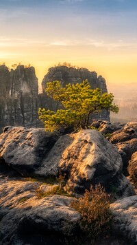 Rozświetlone drzewo na skałach w Górach Połabskich
