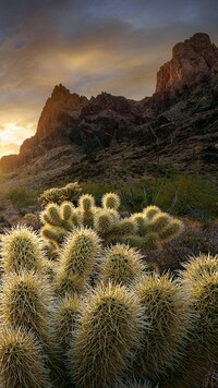 Rozświetlone kaktusy na tle gór