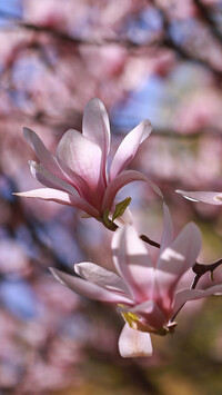 Rozświetlone kwiaty magnolii na krzewie