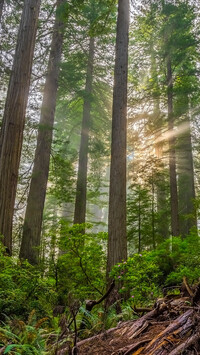 Rozświetlone sekwoje w Parku Narodowym Redwood