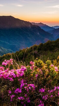 Rozświetlone słońcem rododendrony w górach