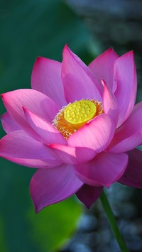 Rozwinięty kwiat lotosu