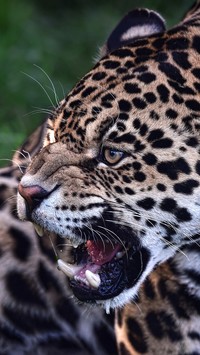 Rozwścieczony jaguar