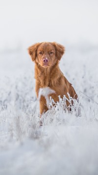 Rudy pies w oszronionych gałązkach