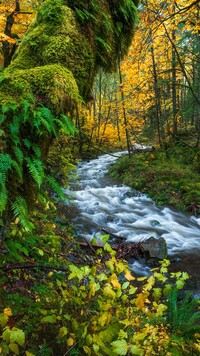 Rwący strumień w jesiennym lesie