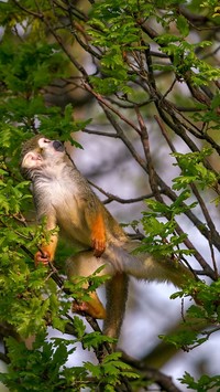 Sajmiri wiewiórcza na drzewie