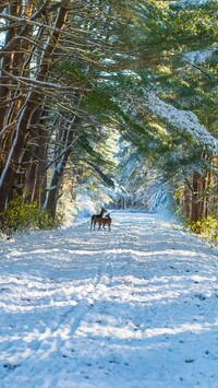 Sarny na zaśnieżonej leśnej drodze