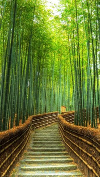 Schody pośród bambusowego lasu